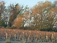 Les vignes, c'est plus joli comme ceci qu'arrachées !